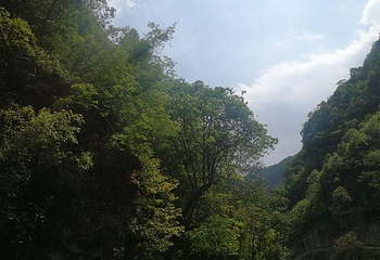 中亚楠木林风景区第 20 张图片