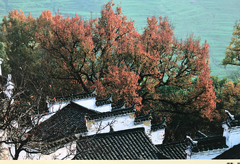 菊径村第 16 张图片