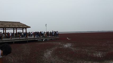 鼎翔生态旅游区-苇海蟹滩第 17 张图片