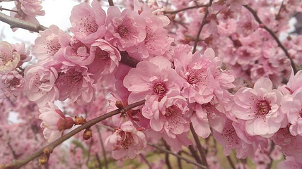 梅花湾第 32 张图片