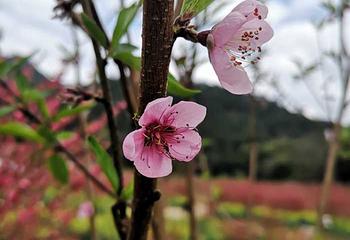 石门国家森林公园第 56 张图片