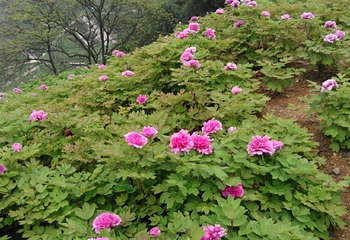 华夏牡丹园第 29 张图片