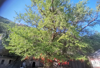 崂山太清游览区第 16 张图片
