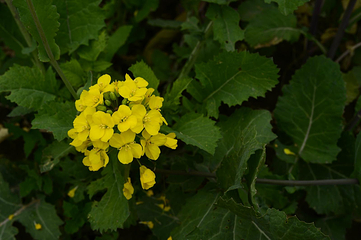 蔡甸消泗油菜花第 36 张图片