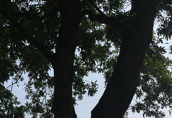 张坝桂圆林旅游区第 24 张图片