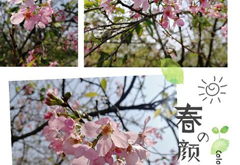 天适樱花悠乐园第 61 张图片