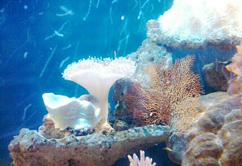 南海洋水母王国第 30 张图片