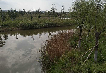 台州湾湿地公园第 6 张图片