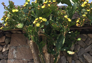 芙蓉古村第 41 张图片
