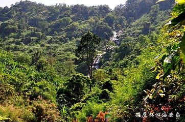 海南百花岭热带雨林文化旅游区第 38 张图片