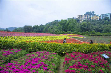 清溪谷旅游区-花田酒地景区第 57 张图片