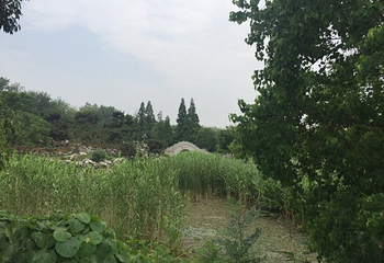 玄武湖景区-情侣园第 19 张图片