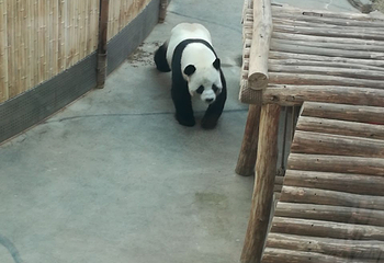 中国亚布力熊猫馆第 38 张图片