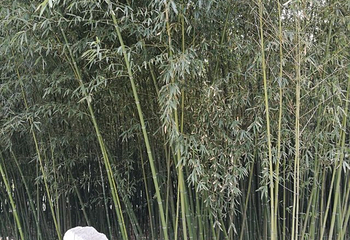 淮海战役烈士纪念塔第 26 张图片