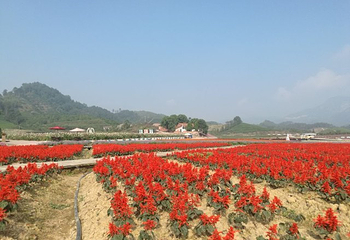 花田美地第 36 张图片