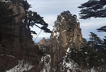 宝塔松第 2 张图片
