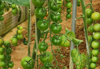 种菜吧·菜博士农场采摘园第 4 张图片