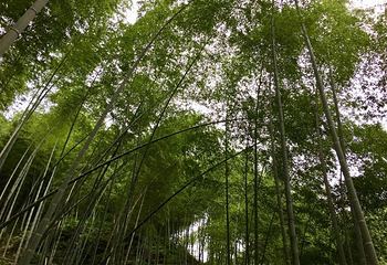 野鹤湫风景区第 21 张图片