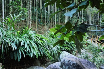长泰鼓鸣岩风景区第 20 张图片