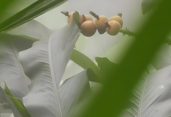 厦门园林植物园第 78 张图片