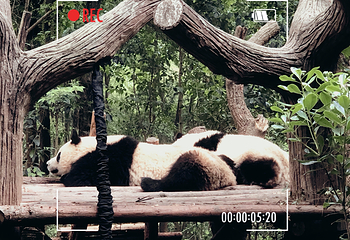 成都大熊猫繁育研究基地第 815 张图片