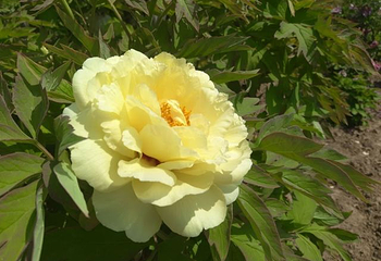 曹州百花园第 19 张图片