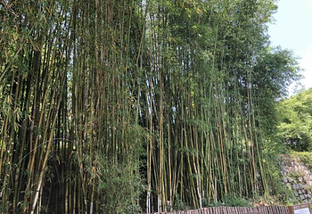 昆明斗南花卉市场第 35 张图片