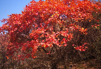 竹林长寿山第 39 张图片
