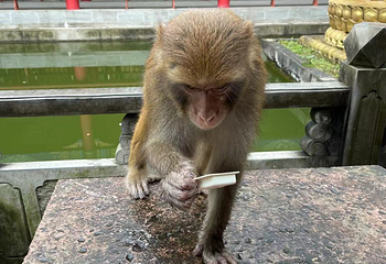 弘福寺第 22 张图片