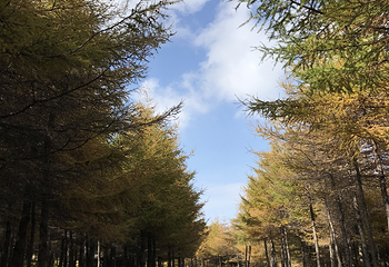 红崖峡谷第 25 张图片