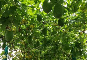 马陆葡萄主题公园第 30 张图片