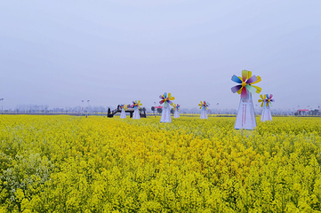 蔡甸消泗油菜花第 34 张图片