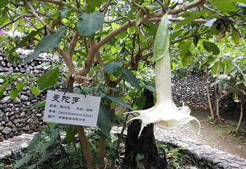 上关花公园第 4 张图片