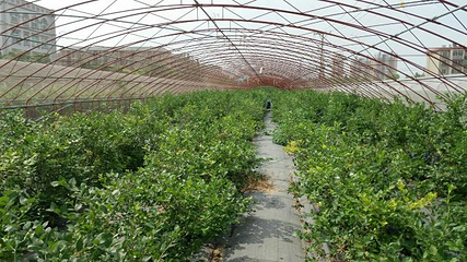熊岳植物园第 12 张图片