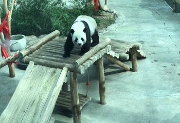 中国亚布力熊猫馆第 32 张图片