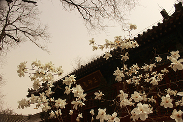 勅建弘慈广济寺第 18 张图片