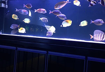 海上世界梦幻水母馆第 6 张图片