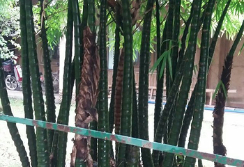 绥江竹海生态旅游景区第 31 张图片