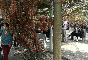 清远市（市花）禾雀花基地第 17 张图片