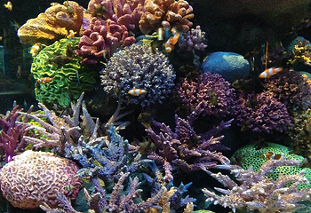 曼谷暹罗海洋世界第 38 张图片