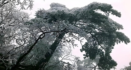 黄山风景区第 23 张图片
