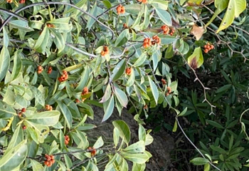 花岙石林第 18 张图片