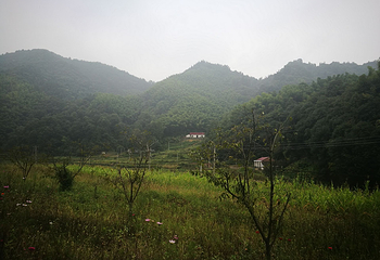 霍山县岘春园茶园第 5 张图片