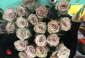 昆明斗南花卉市场第 31 张图片
