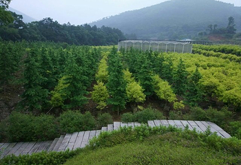 灵石山国家森林公园第 12 张图片