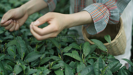 蒙顶山第 182 张图片