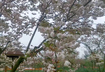 绵阳盛世樱花悠乐谷第 25 张图片