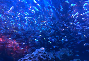 海滨城浩海立方海洋公园第 70 张图片