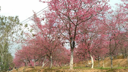 韶关樱花公园第 32 张图片