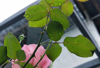 云南拉市海南尧马场第 19 张图片